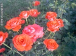 Imrankhan439 Flowers2